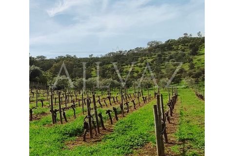 Villa a Odemira, Beja, Odemira - € 365.000 | Ref: CAS_193 - foto 22