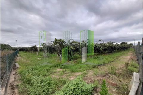 Grond in Cantanhede, Coimbra, Cantanhede - € 50.000 | Ref: CNTVS 3773 - foto 1