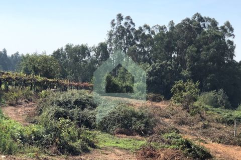 Terra em Barcelos, Braga, Barcelos - € 65.000 | Ref: SÒL_2030 - foto 1