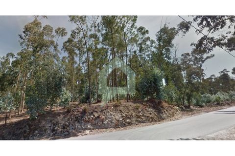 Helårsgrund i Alvito, Beja, Alvito - € 200.000 | Ref: TER_3424 - foto 8