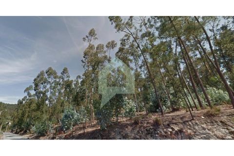 Helårsgrund i Alvito, Beja, Alvito - € 200.000 | Ref: TER_3424 - foto 11