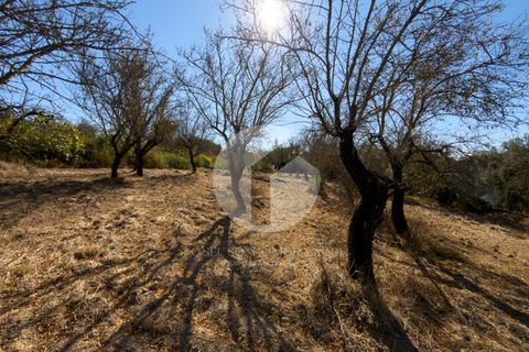Terra a Estoi, Faro, Estoi - € 120.000 | Ref: 360P-1441 - foto 6
