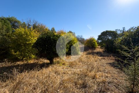 Terra a Estoi, Faro, Estoi - € 120.000 | Ref: 360P-1441 - foto 10