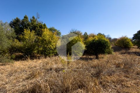 Terra a Estoi, Faro, Estoi - € 120.000 | Ref: 360P-1441 - foto 12