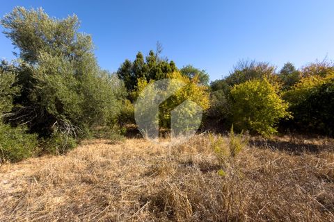 Terra a Estoi, Faro, Estoi - € 120.000 | Ref: 360P-1441 - foto 13
