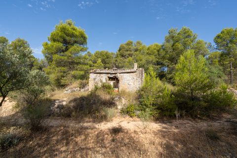 Finca a Caseres, Tarragona, Caseres - € 30.000 | Ref: 377 - foto 4