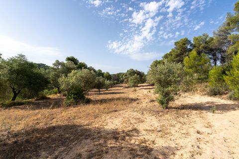 Finca a Caseres, Tarragona, Caseres - € 30.000 | Ref: 377 - foto 15