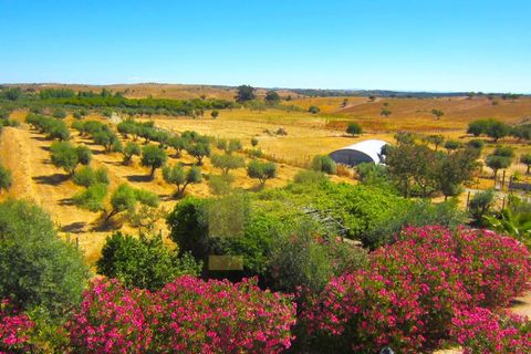 Farm i Portel, Evora, Portel - € 785.000 | Ref: PB2025450 - foto 32