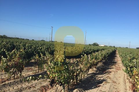 Farm i Palmela, Setubal, Palmela - € 790.000 | Ref: PB201901 - foto 2