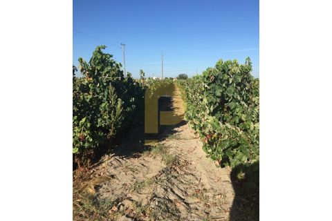 Farm i Palmela, Setubal, Palmela - € 790.000 | Ref: PB201901 - foto 3