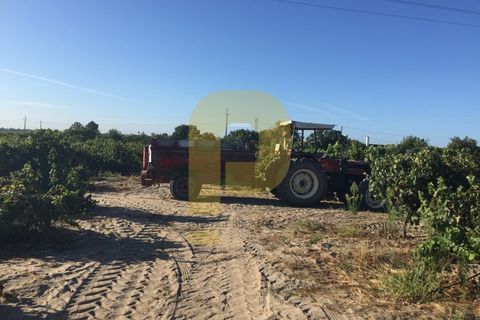 Farm i Palmela, Setubal, Palmela - € 790.000 | Ref: PB201901 - foto 5