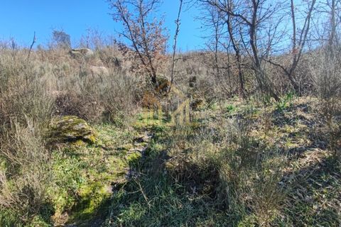 Farm i Celorico da Beira, Guarda, Celorico da Beira - € 88.000 | Ref: FIN_15 - foto 13