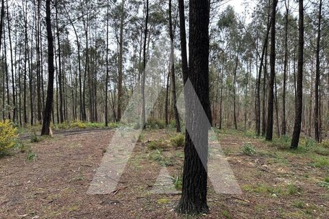 Helårsgrund i Leiria, Leiria, Leiria - € 55.000 | Ref: 1131001/25 LR - foto 3