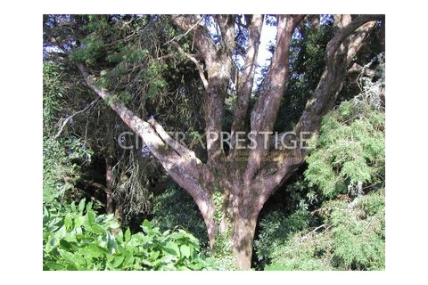 Granja a Sintra, Lisbon, Sintra - € 7.400.000 | Ref: CP-196M - foto 15