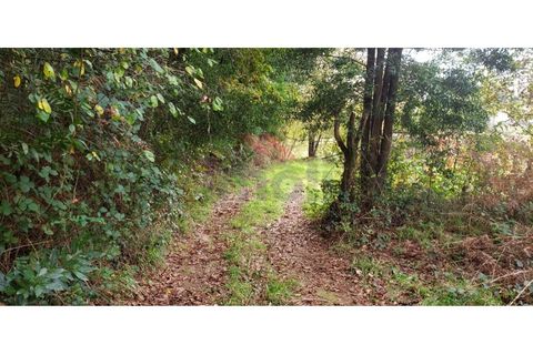 Tomt i Ponte de Lima, Viana do Castelo, Ponte de Lima - € 48 000 | Ref: PTL-1248-RA-1125 - foto 9