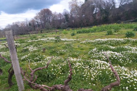 Farm i Fundao, Castelo Branco, Fundao - € 425.000 | Ref: W6399 - foto 7