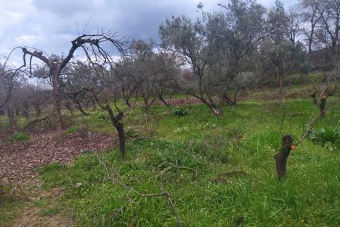 Farm i Fundao, Castelo Branco, Fundao - € 425.000 | Ref: W6399 - foto 8