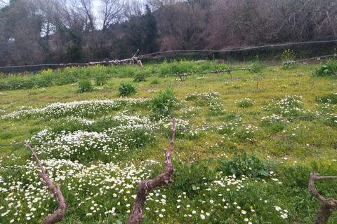 Farm i Fundao, Castelo Branco, Fundao - € 425.000 | Ref: W6399 - foto 11