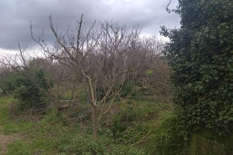 Farm i Fundao, Castelo Branco, Fundao - € 425.000 | Ref: W6399 - foto 13