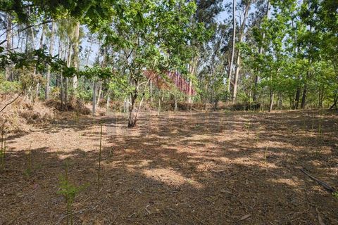 Helårsgrund i Arcos de Valdevez, Viana do Castelo, Arcos de Valdevez - € 65.000 | Ref: AVV-2548-VF-0426 - foto 13