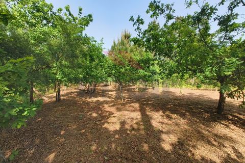 Helårsgrund i Arcos de Valdevez, Viana do Castelo, Arcos de Valdevez - € 65.000 | Ref: AVV-2548-VF-0426 - foto 14