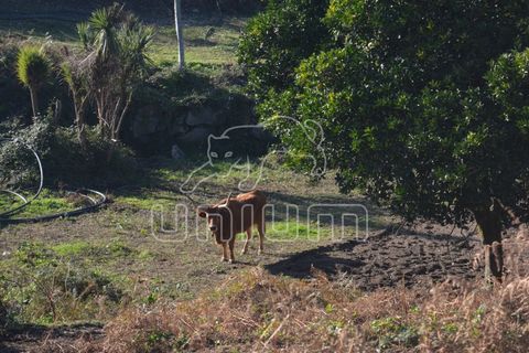 Farm i Arcos de Valdevez, Viana do Castelo, Arcos de Valdevez - € 295.000 | Ref: R3099 - foto 9