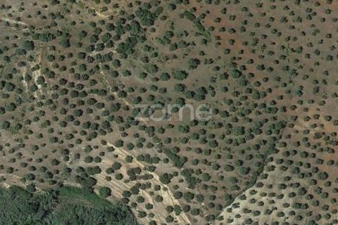 Terra a Moura, Beja, Moura - € 60.000 | Ref: ZMPT542346 - foto 3