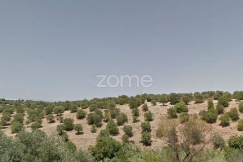 Terra a Moura, Beja, Moura - € 60.000 | Ref: ZMPT542346 - foto 4