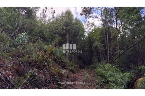 Helårsgrund i Penafiel, Porto, Penafiel - € 65.000 | Ref: MC09858 - foto 16