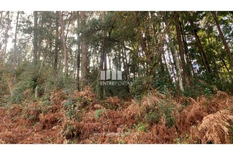 Helårsgrund i Caminha, Viana do Castelo, Caminha - € 180.000 | Ref: C02859(1) - foto 7