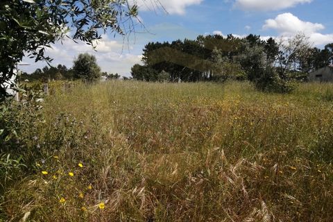 Helårsgrund i Pombal, Leiria, Pombal - € 150.000 | Ref: TER_943 - foto 2