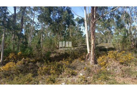 Helårsgrund i Penafiel, Porto, Penafiel - € 30.000 | Ref: MC09646 - foto 6
