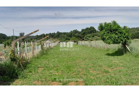 Helårsgrund i Caminha, Viana do Castelo, Caminha - € 45.500 | Ref: C02658 - foto 15