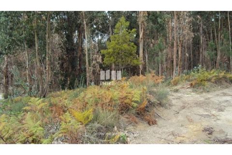 Terra a Galegos, Porto, Galegos - € 21.000 | Ref: MC06301 - foto 3