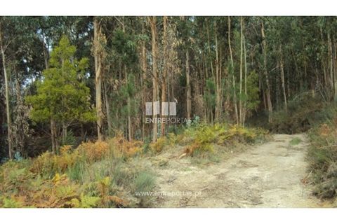 Terra a Galegos, Porto, Galegos - € 21.000 | Ref: MC06301 - foto 7