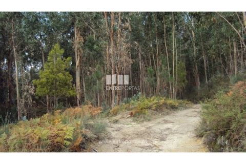 Terra a Galegos, Porto, Galegos - € 21.000 | Ref: MC06301 - foto 8