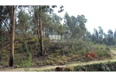 Terra a Galegos, Porto, Galegos - € 21.000 | Ref: MC06301 - foto 11