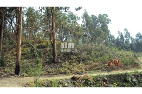 Terra a Galegos, Porto, Galegos - € 21.000 | Ref: MC06301 - foto 12