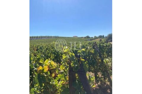 Terreno en Alijo, Vila Real, Alijo - € 1.100.000 | Ref: 91498 - photo 6