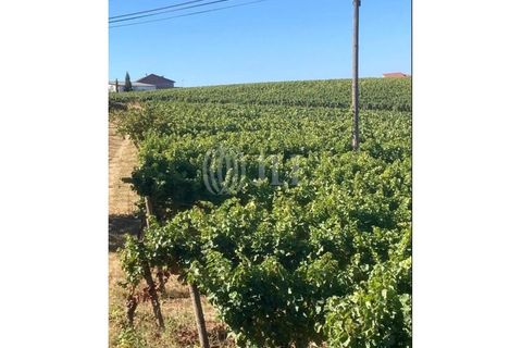 Terreno en Alijo, Vila Real, Alijo - € 1.100.000 | Ref: 91498 - photo 10