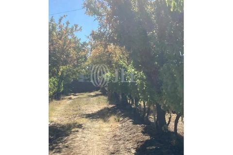 Terreno en Alijo, Vila Real, Alijo - € 1.100.000 | Ref: 91498 - photo 11