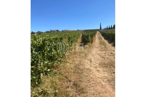 Terreno en Alijo, Vila Real, Alijo - € 1.100.000 | Ref: 91498 - photo 18
