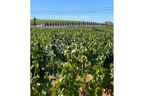 Terreno en Alijo, Vila Real, Alijo - € 1.100.000 | Ref: 91498 - photo 19