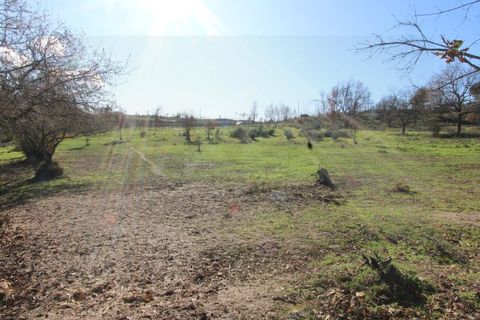 Farm i Travancinha, Guarda, Travancinha - € 699.000 | Ref: 2777 QUI - foto 9