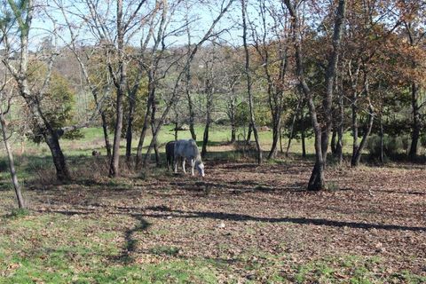 Farm i Travancinha, Guarda, Travancinha - € 699.000 | Ref: 2777 QUI - foto 16
