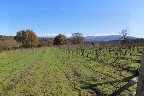 Farm i Travancinha, Guarda, Travancinha - € 699.000 | Ref: 2777 QUI - foto 17