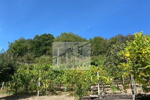 Farm i Baiao, Porto, Baiao - € 185.000 | Ref: MAS_270 - foto 8