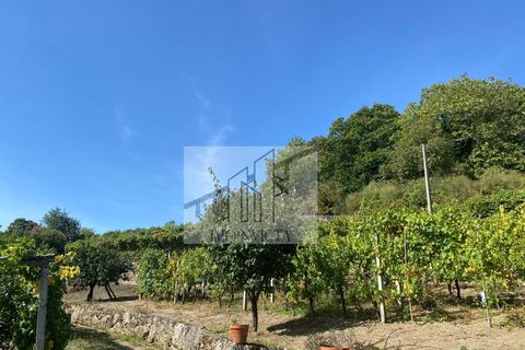 Farm i Baiao, Porto, Baiao - € 185.000 | Ref: MAS_270 - foto 9