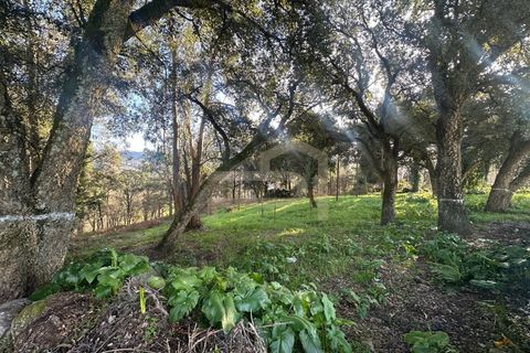 Helårsgrund i Santo Tirso, Porto, Santo Tirso - € 210.000 | Ref: SÒL_247 - foto 2