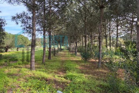 Grond in Rogil, Faro, Rogil - € 80.000 | Ref: CP-T2506 - foto 1